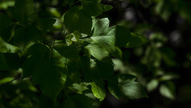 Deep Green Leaves IMG_0059