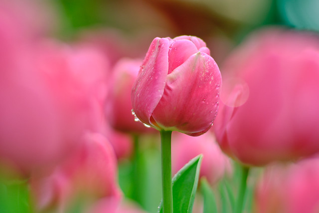 Tulip Pink Droplet Sparkle