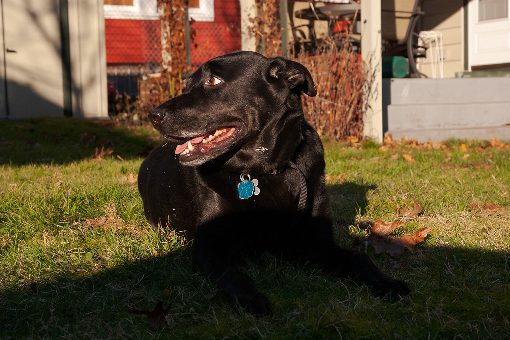 Our dog Ellie resting in the sun and shadows of our backyard of our house in Portland, Oregon a week after we adopted her