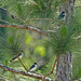 Flickr photo 'Eastern Kingbird (Tyrannus tyrannus)' by: Mary Keim.