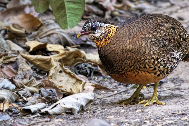 Thailaind: Scaly-breasted Partridge
