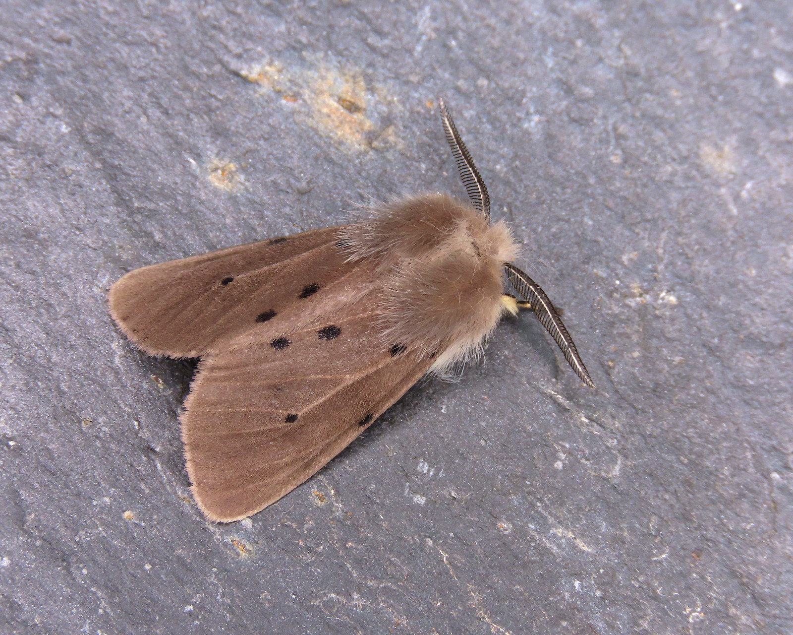 72.022 Muslin Moth - Diaphora mendica