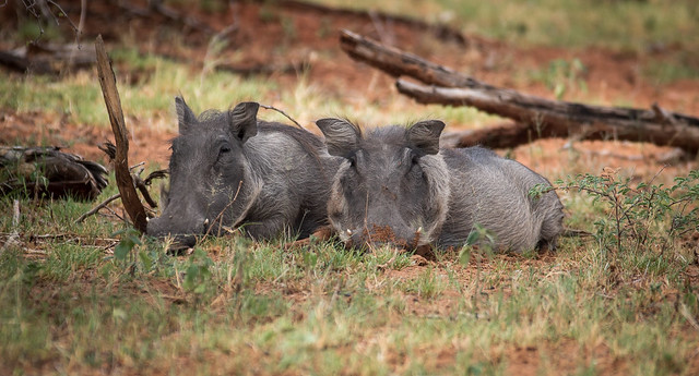 Namibia warthogs
