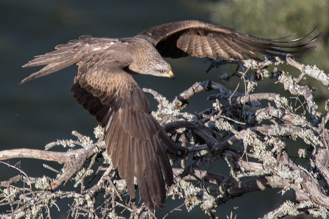 Black Kite Milvus migrans Wings Spread
