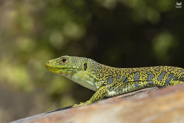 Sardao, ocellated lizard(Timon lepidus)