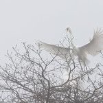 Great egret, Silver Sands State Park