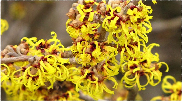 Hamamelis japonica | Primavera | Hybrid - Zaubernuß