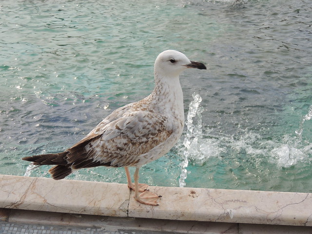 'Take my picture' (seagull, Sultanahmet, Istanbul)