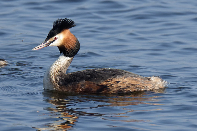 Great Crested Grebe Lough Neagh