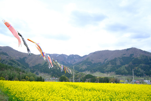 lenstagger 飯山市 長野県 日本 fujifilm xpro2 yellow flower nature canola canolaflower japan jp nagano iiyama landscape voigtlander cosina mountain spring 21mm