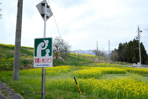 lenstagger 飯山市 長野県 日本 fujifilm xpro2 yellow flower nature canola canolaflower japan jp nagano iiyama landscape voigtlander cosina spring 21mm