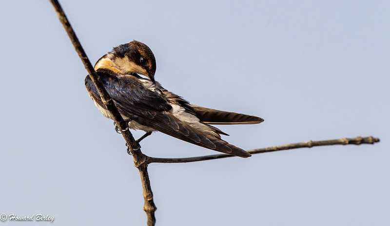 Wire-tailed Swallow