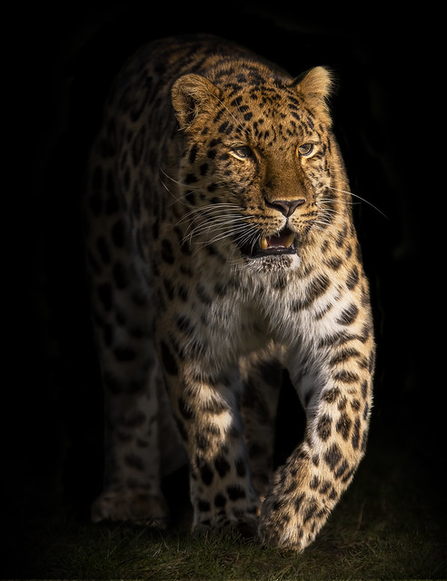 Leopard Coming into the Light
