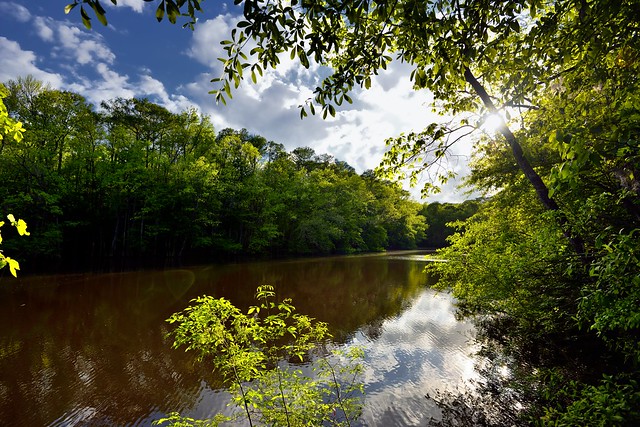 The Calm Waters of Lake Captured Reflections of Colors and Shadows (Congaree National Park)