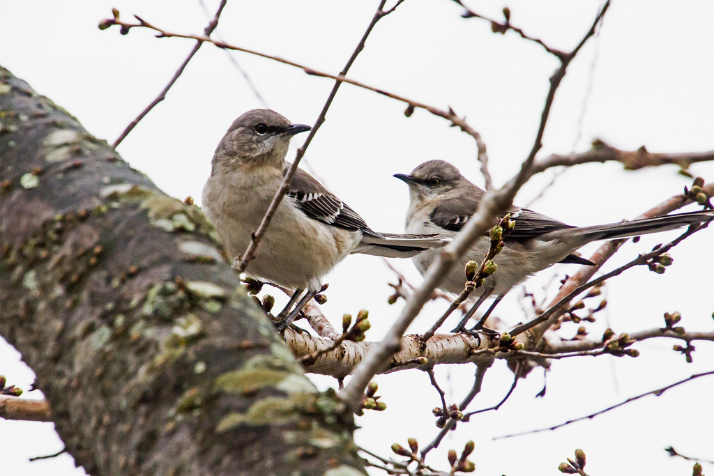 Mocking Bird Tree Northern Mockingbird | As we approached this tree these youn… | Flickr