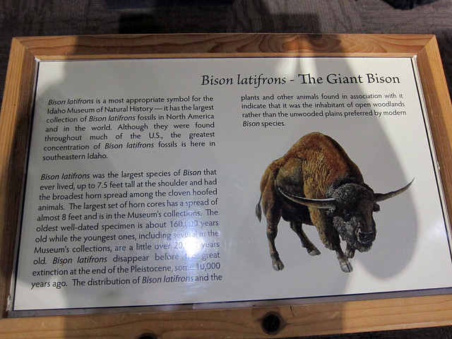 The Giant Bison