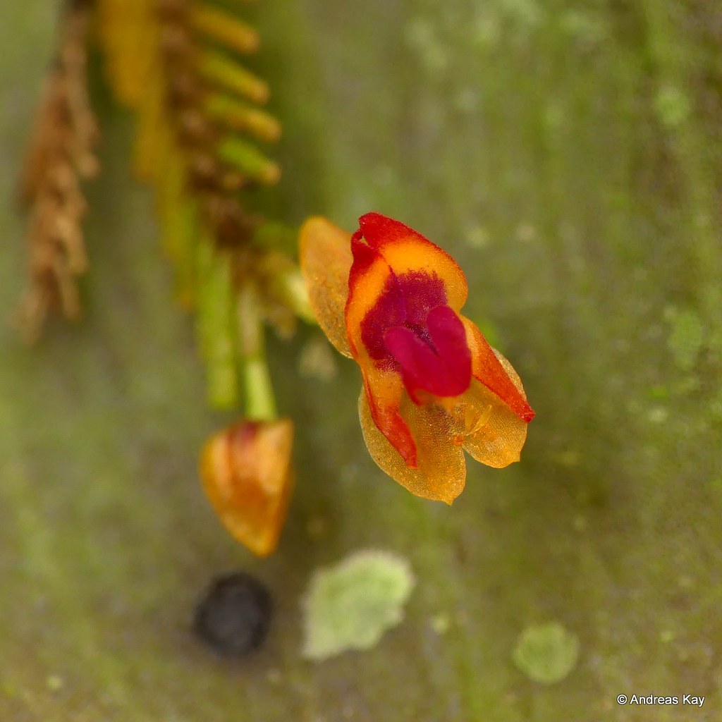 Miniature Orchid, Lepanthes sp.