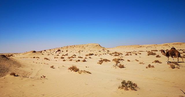 camellos vista del desierto de Chebika a Nefta Tunez 03