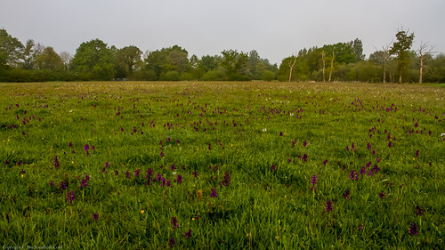 Green-winged Orchid (Anacamptis morio) | by BiteYourBum.Com Photography