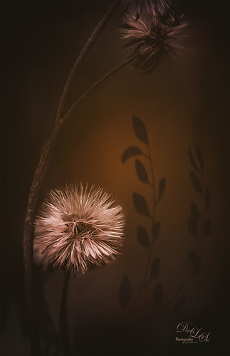 Image of thistles taken at the Jacksonville Zoo