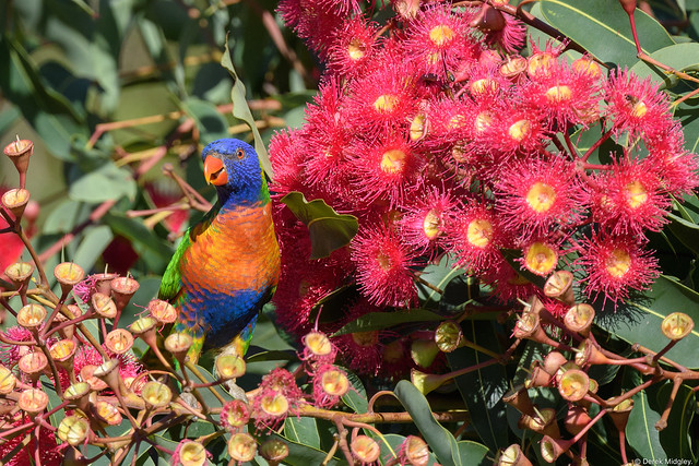 Rainbow Lorikeet : Something to chirp about