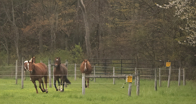 A Fence With Horses