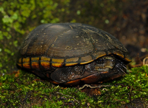 Mississippi Mud Turtle (Kinosternon subrubrum hippocrepis)… | Flickr