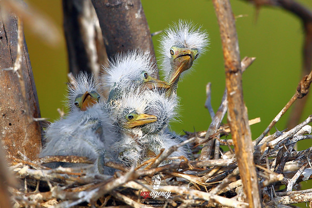 Baby Egrets