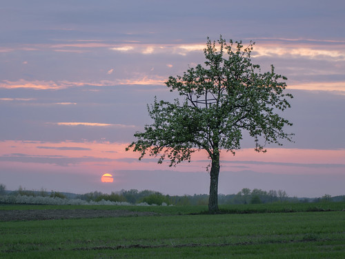 sunset tree field sun sky spring clouds outdoor outside nikon nikkor 70210mm f4 d5200