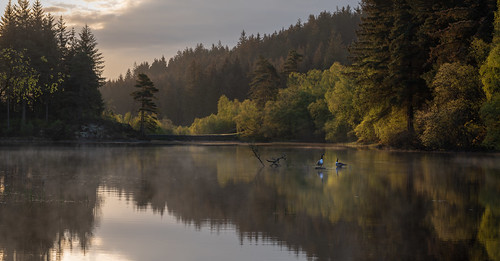 lochanaghleannain canadiangeese geese birds wildlife loch lochan lake water reflections still mist morning mood gold goldenhour light sun sunrise outside sky nature green trees tree landscape spring stirling trossachs highlands scotland nikond810 tamron150600mm 150mm panorama