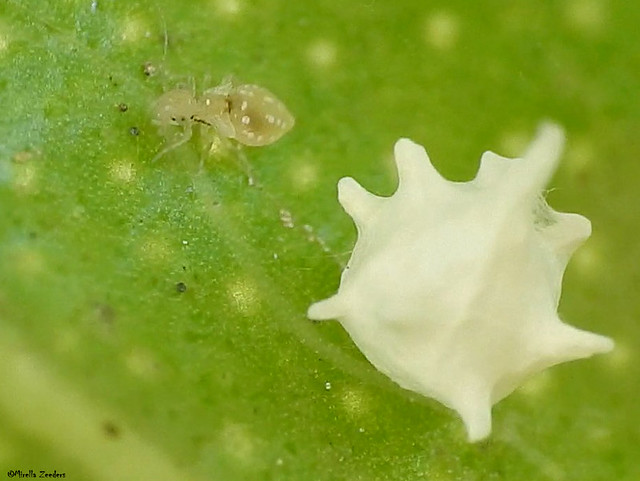 Screenshot: spider egg case and nymph Pscocids??