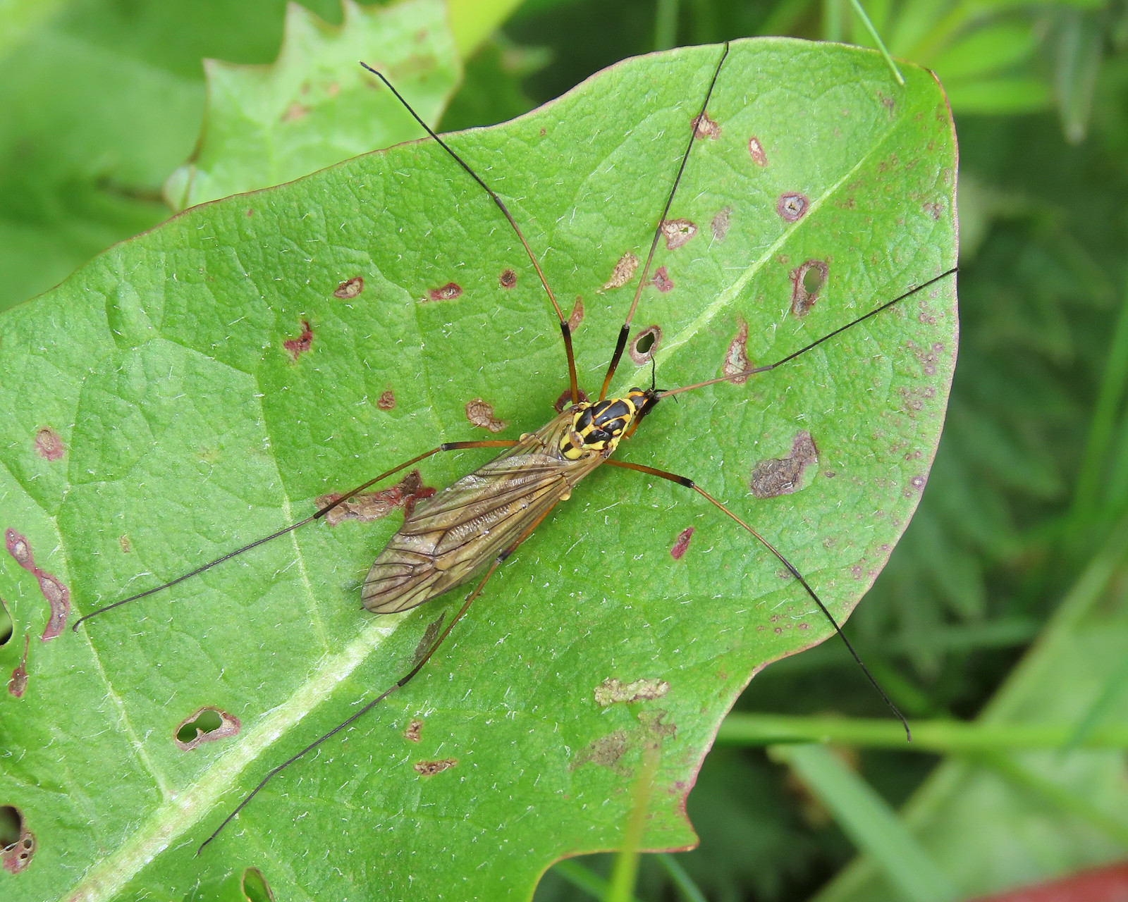 Tiger Cranefly - Nephrotoma flavescens