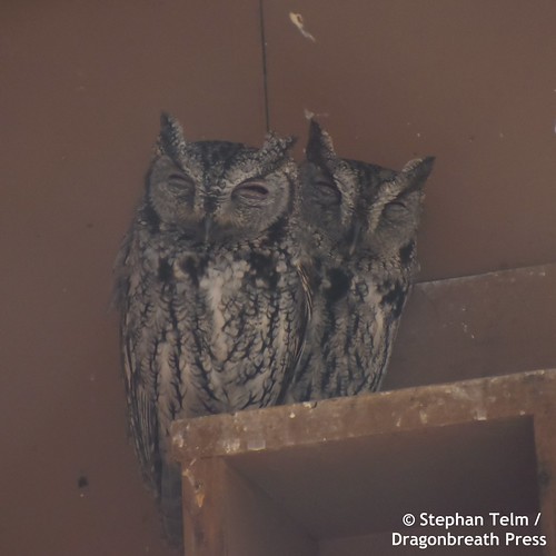 DSC_1966_Western Screech owls
