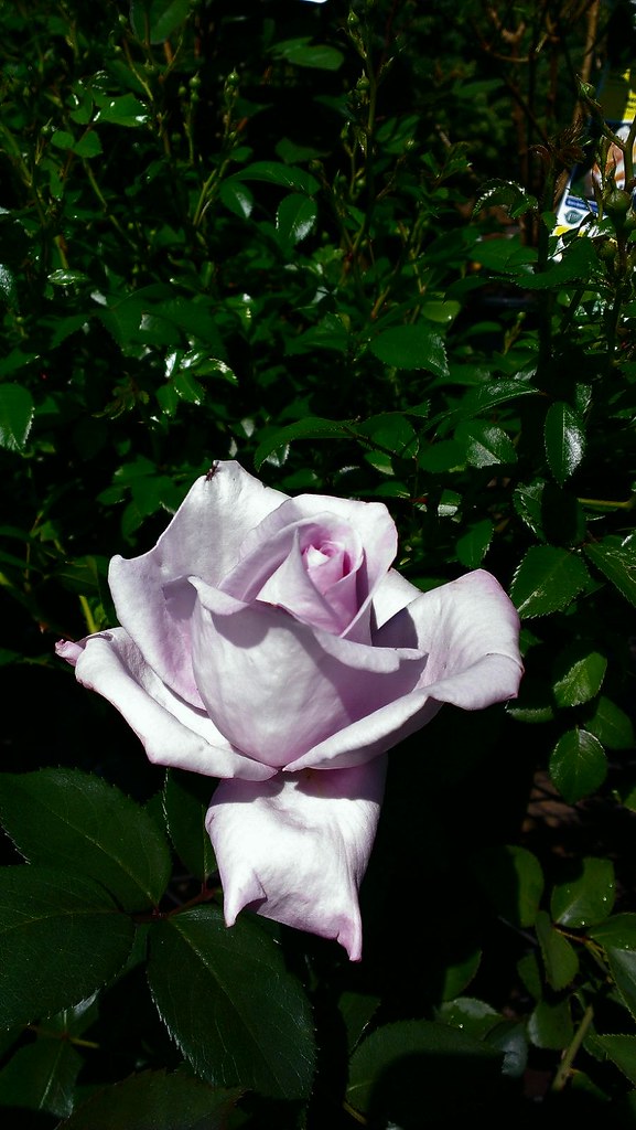 An Intriguing Rose At A Local Garden Center