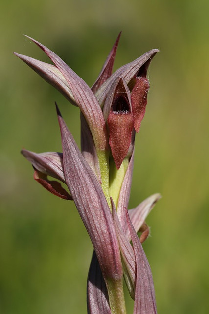 Serapias parviflora / Sérapias à petites fleurs