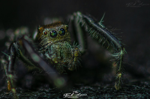 super macro aranha saltadora nampula moçambique africa pentax k5 rear convertera 2xs fa 100m f28 paulo marques spider animal animale insecto insect natureza nature