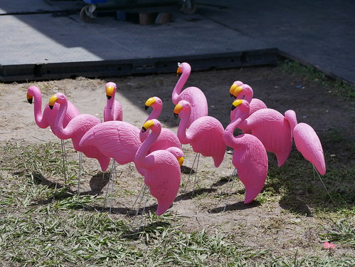 Flamingos in the grass  on Day 8 of Jazz Fest - 5.5.19. Photo by Louis Crispino.