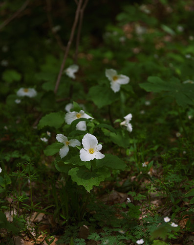 michigan niles trilliumravineprairieplantpreserve us unitedstates closeup flower landscape nature outdoor spring sunny trillium white
