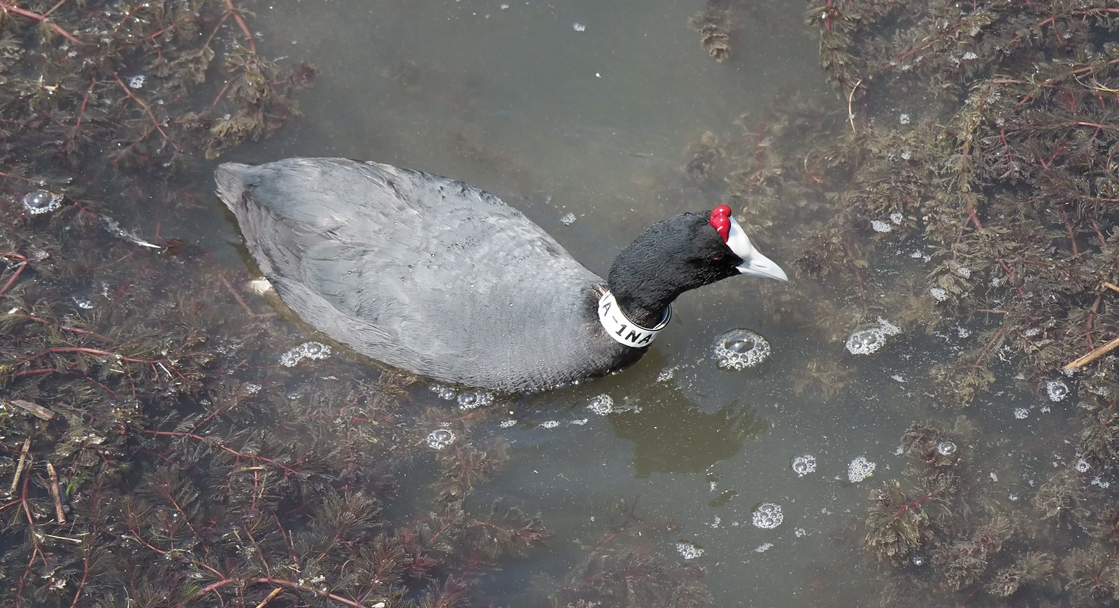 Red-nobbed Coot