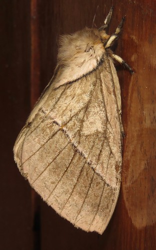 hemileucini lepidoptera moth peru richhoyer saturniidae
