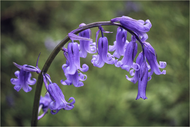 Bluebell Arch