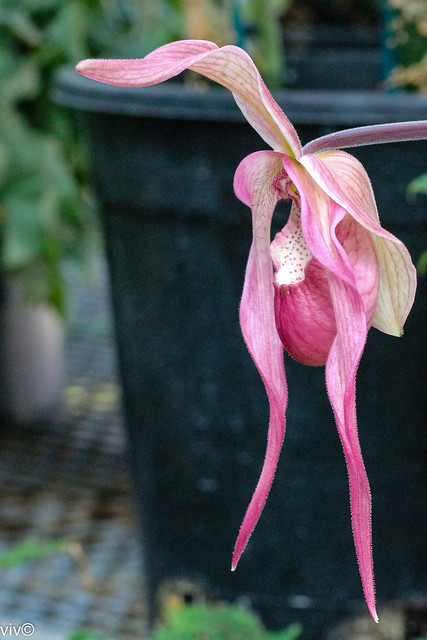 Pink Slipper Orchid