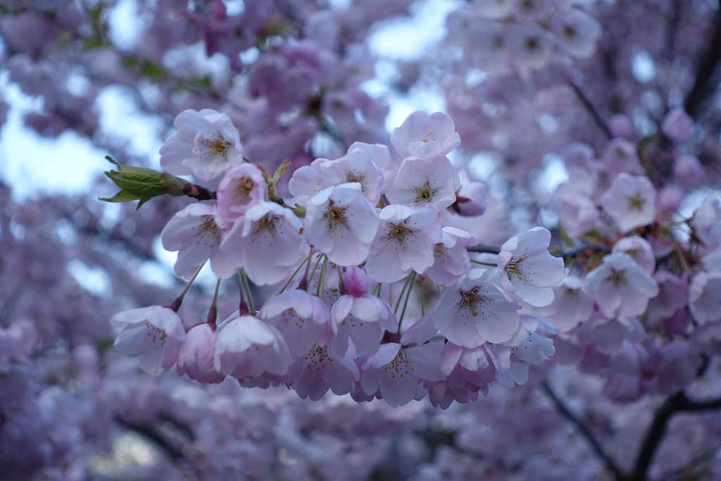 Sakura, Trinity-Bellwoods Park, Toronto, 8 May 2019
