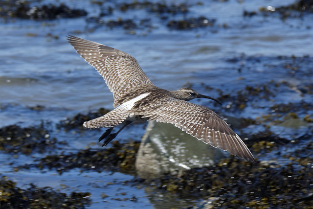 Whimbrel flying Annagassan