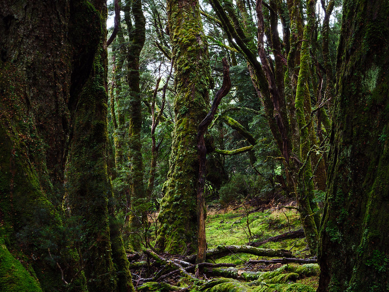Tasmania Forest