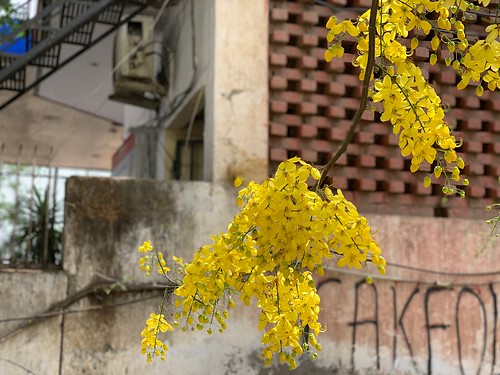 City Season - The Summertime Amaltas Flowers, Sukhrali Village, Gurgaon