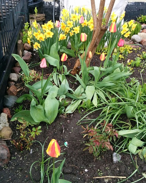 Tulips and daffodils #toronto #lansdowneave #wallaceemerson #frontyard #gardens #tulips #daffodils #red #yellow #latergram