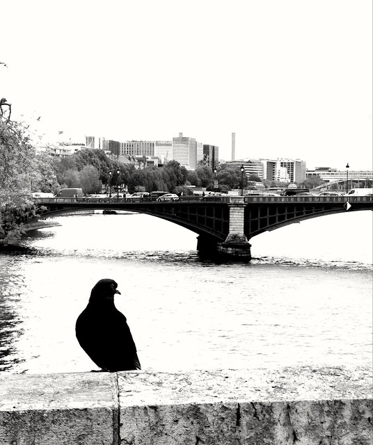 Black Bird ~ Paris ~ MjYj