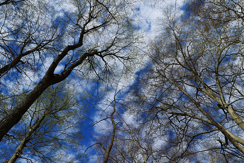 spring springtime budding trees forest londonontario darrellcolby