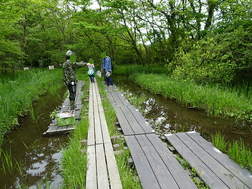 横浜自然観察の森で野鳥観察　沼